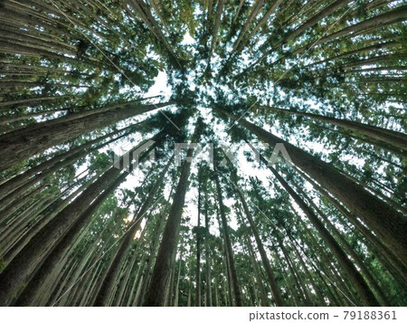 Forest looking up from under Sanjogadake 79188361