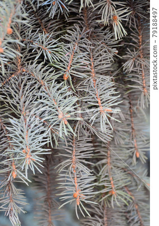 Green branch of a coniferous tree in springtime 79188497