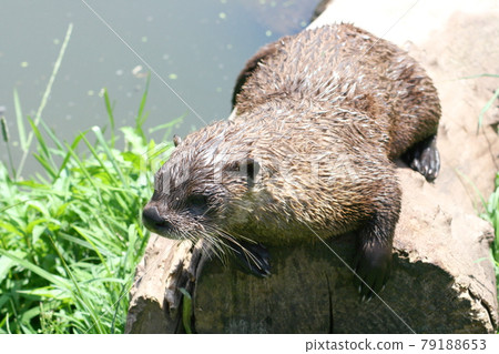 Otter (Lutra lutra) 79188653