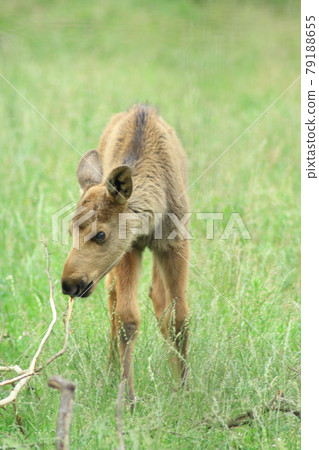 moose calf 79188655