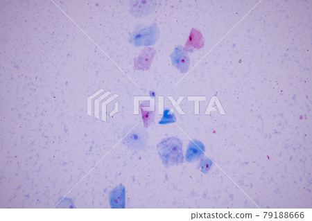 Characteristics of anatomy and Histological sample Squamous epithelial cells under microscope, Human and isolated Cell. Characteristics of anatomy and Histological sample Squamous epithelial cells under microscope, Human and isolated Cell. 79188666