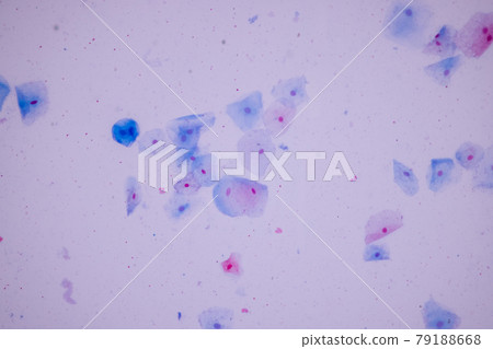 Characteristics of anatomy and Histological sample Squamous epithelial cells under microscope, Human and isolated Cell. 79188668
