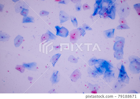 Characteristics of anatomy and Histological sample Squamous epithelial cells under microscope, Human and isolated Cell. 79188671