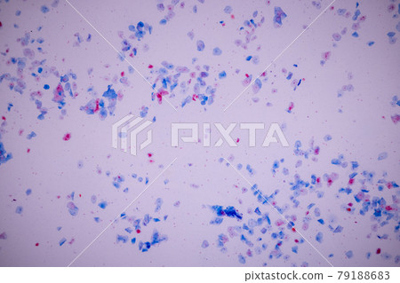 Characteristics of anatomy and Histological sample Squamous epithelial cells under microscope, Human and isolated Cell. 79188683