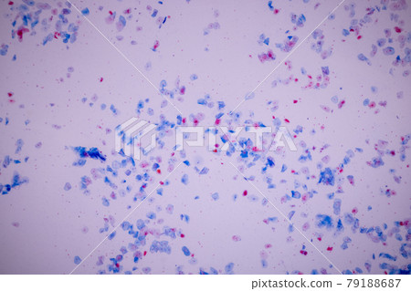 Characteristics of anatomy and Histological sample Squamous epithelial cells under microscope, Human and isolated Cell. 79188687