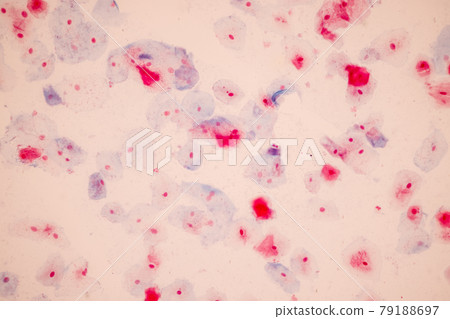 Characteristics of anatomy and Histological sample Squamous epithelial cells under microscope, Human and isolated Cell. 79188697