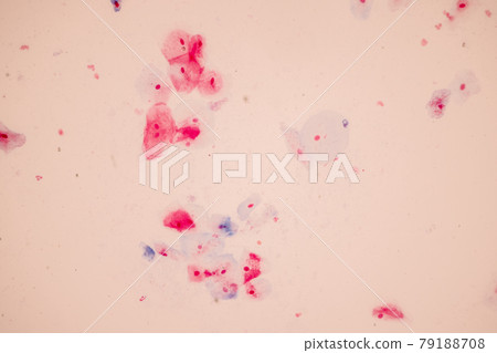 Characteristics of anatomy and Histological sample Squamous epithelial cells under microscope, Human and isolated Cell. Characteristics of anatomy and Histological sample Squamous epithelial cells under microscope, Human and isolated Cell. 79188708