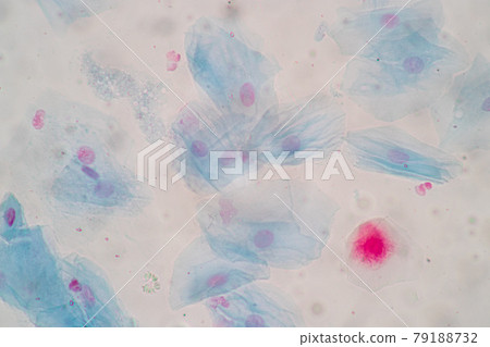 Characteristics of anatomy and Histological sample Squamous epithelial cells under microscope, Human and isolated Cell. 79188732