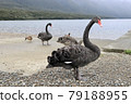 A flock of black birds and ducks glaring at us on the shores of a drizzle lake [New Zealand] 79188955