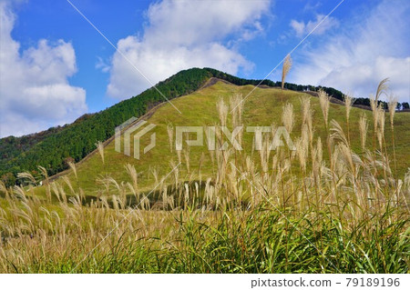 Mt. Kuroso Soni Plateau Miscanthus sinensis 79189196
