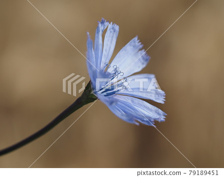 chicory flower macro 79189451