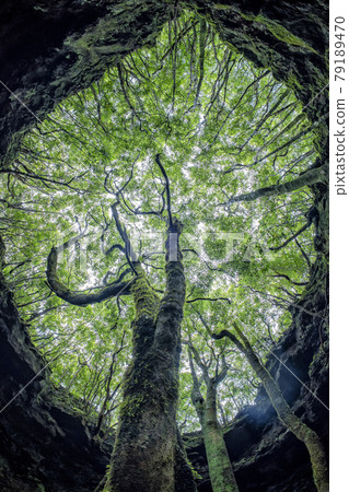 tree inside Pico island gruta das torres lava tunnels 79189470