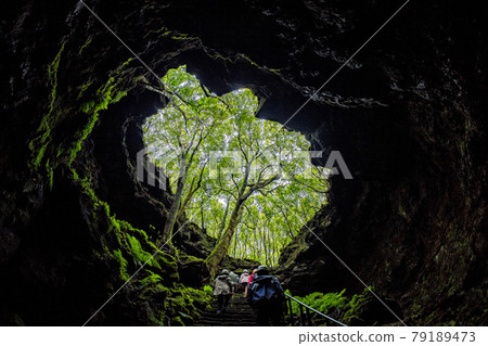 tree inside Pico island gruta das torres lava tunnels tree inside Pico island gruta das torres lava tunnels 79189473