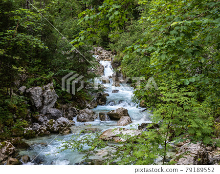 Magic Forest Zauberwald at Lake Hintersee with Creek Ramsauer Ache. National Park Berchtesgadener Land, Germany Magic Forest Zauberwald at Lake Hintersee with Creek Ramsauer Ache. National Park Berchtesgadener Land, Germany 79189552