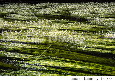 Flowering plant of the river water-crowfoot, Ranunculus fluitans at Leutstetten, Bavaria in Germany Flowering plant of the river water-crowfoot, Ranunculus fluitans at Leutstetten, Bavaria in Germany 79189572