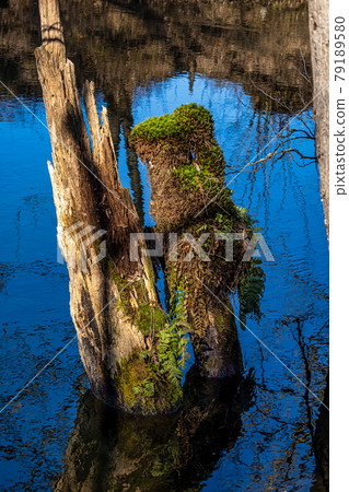 Beautiful hiking trail in Wuermtal, Gauting near Starnberg, Bavaria, Germany 79189580