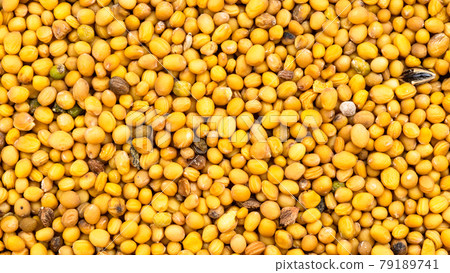ripe yellow seeds of Sinapis Alba mustard ripe yellow seeds of Sinapis Alba mustard 79189741
