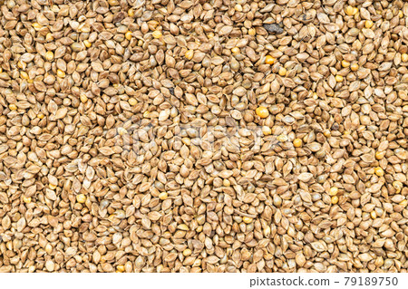 background - whole-grain barnyard millet seeds 79189750
