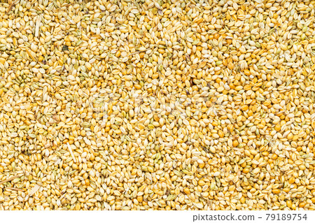 background - whole-grain foxtail millet seeds 79189754