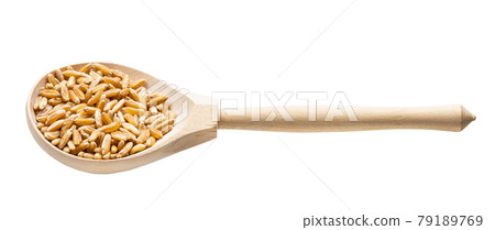 Kamut Khorasan wheat grains in wood spoon isolated 79189769