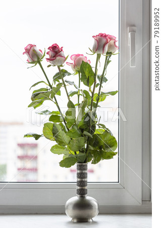 white pink roses in pewter jug on window sill 79189952