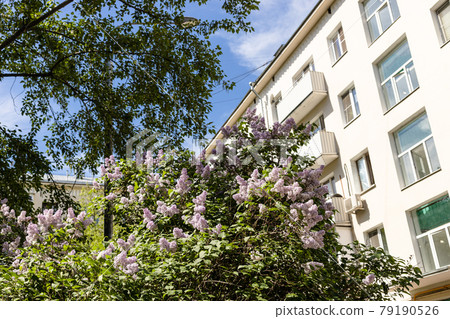 blooming lilacs in courtyard of residential house 79190526