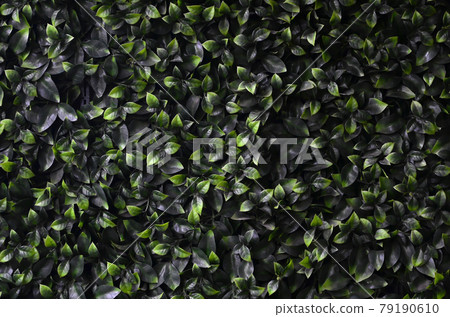 Green ivy grows along the wall. Texture of dense thickets of wild vine Green ivy grows along the wall. Texture of dense thickets of wild vine 79190610