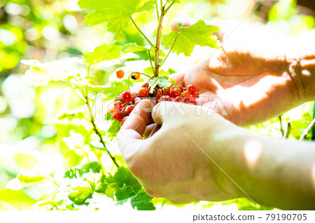 Man's hand holding natural red currants on a branch in the garden Man's hand holding natural red currants on a branch in the garden 79190705
