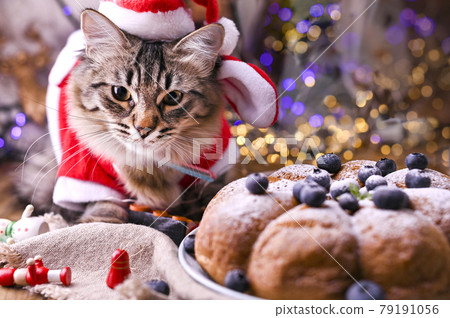 Beautiful cat in a santa claus hat. Background with bokeh, photo for Merry Christmas card. Copy Beautiful cat in a santa claus hat. Background with bokeh, photo for Merry Christmas card. Copy 79191056