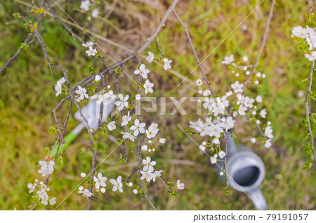 Flowering trees and watering can in the spring garden. Copy space 79191057