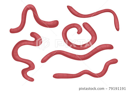 Earthworms collection in cartoon style isolated on white background. Nature, wildlife, fishing, compost concept stock vector illustration 79191191
