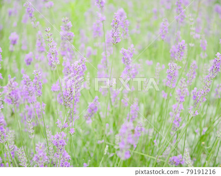 薰衣草1 薰衣草1 79191216