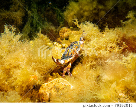 An orange crab in yellow seaweed. Scuba diving in Oresund, the water between Sweden and Denmark An orange crab in yellow seaweed. Scuba diving in Oresund, the water between Sweden and Denmark 79192015