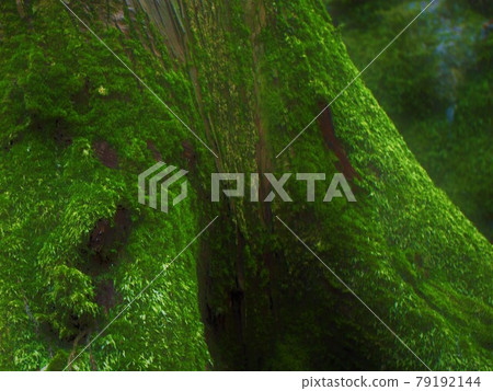 鮮綠色的苔蘚 鮮綠色的苔蘚 79192144