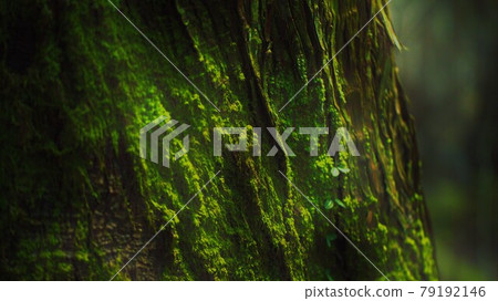 鮮綠色的苔蘚 鮮綠色的苔蘚 79192146