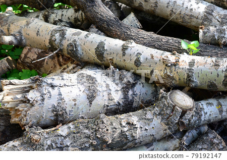 Closeup of firewood from old poplar with rough white bark Closeup of firewood from old poplar with rough white bark 79192147