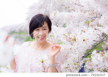 Women enjoying spring in Japan Cherry blossom trees 79192437