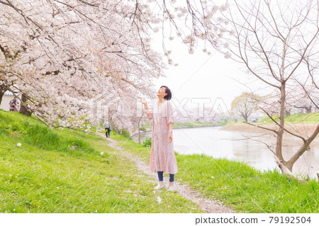 一個女人在日本享受春天,一排櫻花樹 一個女人在日本享受春天,一排櫻花樹 79192504