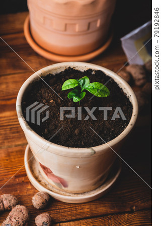 Young Tangerine Plant in a Ceramic Pot Young Tangerine Plant in a Ceramic Pot 79192846