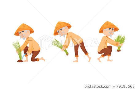 Asian Man Farmer in Straw Conical Hat Planting Rice Grass Vector Set Asian Man Farmer in Straw Conical Hat Planting Rice Grass Vector Set 79193565