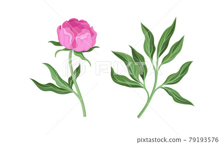 Pink Peony Flower Bud on Green Stems with Leaves Vector Set Pink Peony Flower Bud on Green Stems with Leaves Vector Set 79193576