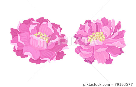 Peony Open Flower Bud with Showy Pink Petals and Stamens Vector Set Peony Open Flower Bud with Showy Pink Petals and Stamens Vector Set 79193577