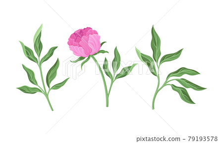 Pink Peony Flower Bud on Green Stems with Leaves Vector Set Pink Peony Flower Bud on Green Stems with Leaves Vector Set 79193578