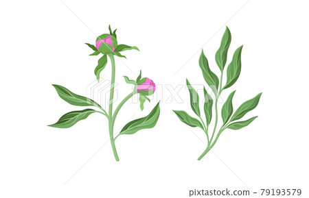Pink Peony Flower Bud on Green Stems with Leaves Vector Set Pink Peony Flower Bud on Green Stems with Leaves Vector Set 79193579