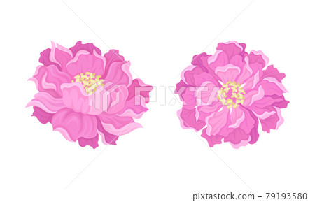 Peony Open Flower Bud with Showy Pink Petals and Stamens Vector Set Peony Open Flower Bud with Showy Pink Petals and Stamens Vector Set 79193580