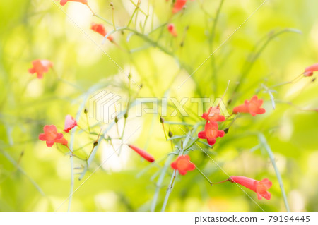 Flower choji that blooms like a crimson flower popping out on a yellow-green background 79194445