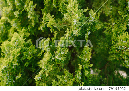 A close-up of the branches of an eastern thuja with blue ripening cones. A close-up of the branches of an eastern thuja with blue ripening cones. 79195032