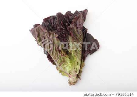 Romaine lettuce from Marumori Town, Miyagi Prefecture Romaine lettuce from Marumori Town, Miyagi Prefecture 79195114