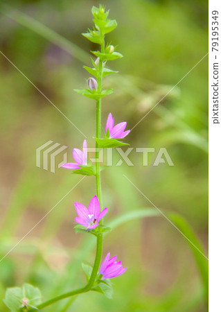 Clasping venus that blooms magenta flowers on a bright background 79195349
