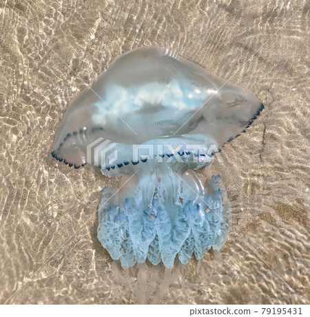 A large jellyfish swims on the seashore on a sunny clear day 79195431